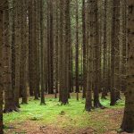 Gen Z Leads the Call for Conservation With TreeTalks – State of the Planet