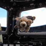 NASA — Zero Gravity Indicators: Plushies in Space!
