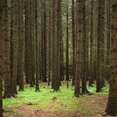 Gen Z Leads the Call for Conservation With TreeTalks – State of the Planet
