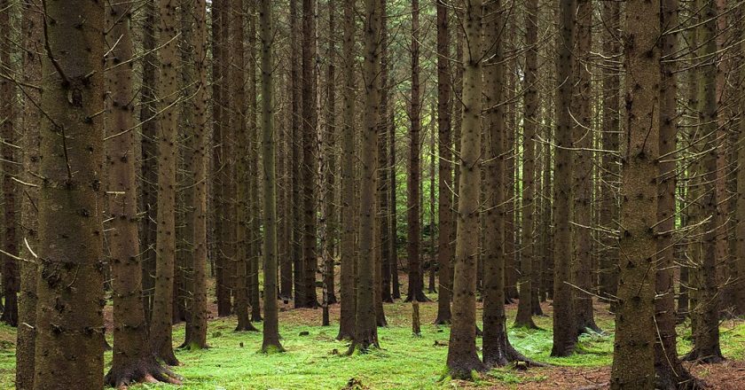 Gen Z Leads the Call for Conservation With TreeTalks – State of the Planet