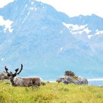 In Norway, Climate Goals Clash With Indigenous Herders’ Rights – State of the Planet
