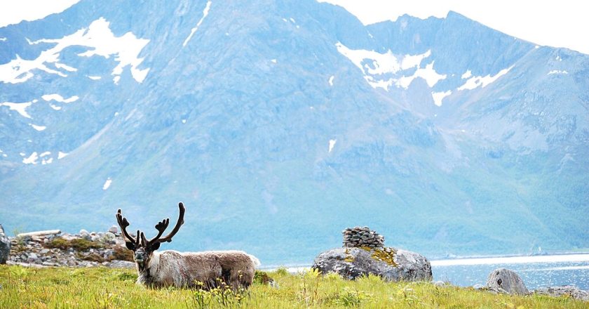 In Norway, Climate Goals Clash With Indigenous Herders’ Rights – State of the Planet